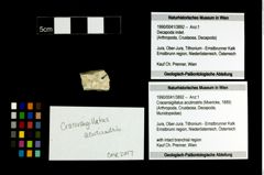 Foto (Objekt + Etikett) von Cracensigillatus acutirostris (Moericke, 1889)  (NHMW-GEO-1990-0041-3892)